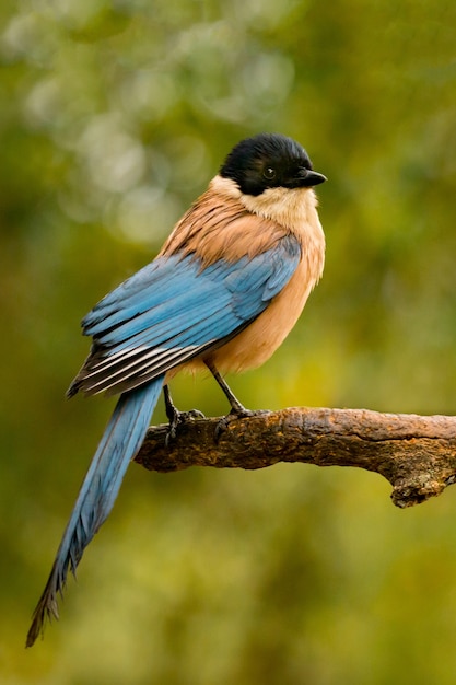 Vogel mit schwarzem Kopf und blauem Endstück auf einer Niederlassung