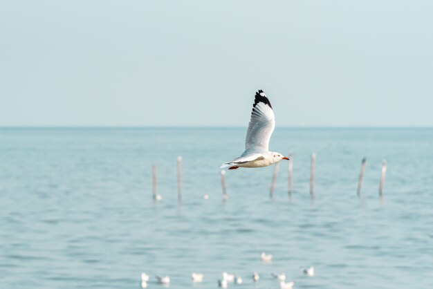 Vogel (Möwen), der am Himmel an einem Naturmeer fliegt