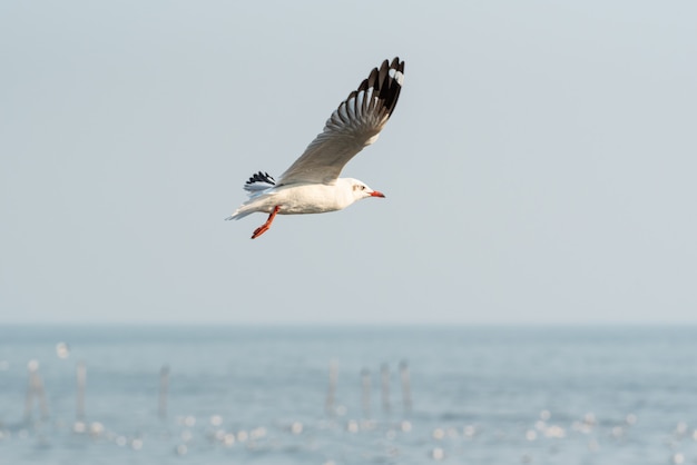 Vogel (Möwen), der am Himmel an einem Naturmeer fliegt