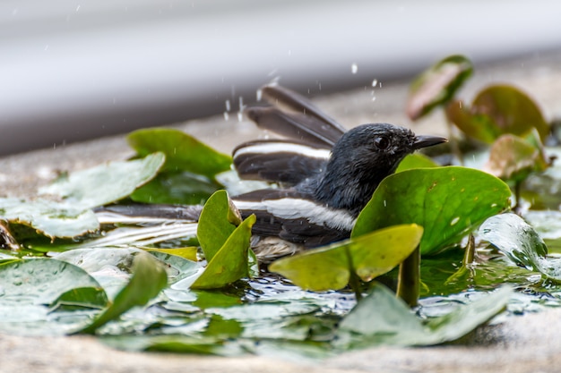 Vogel (orientalische Elster-Robin oder Copsychus saularis) männliche Schwarzweiss-Farbe