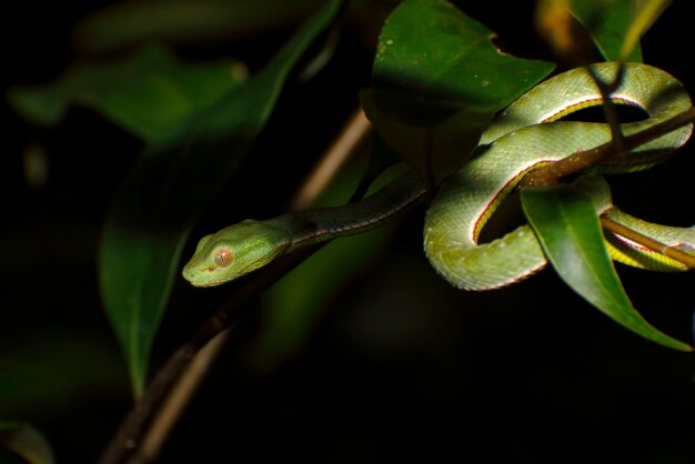 Vogel&#39;s grüne Grube Trimeresurus vogeli