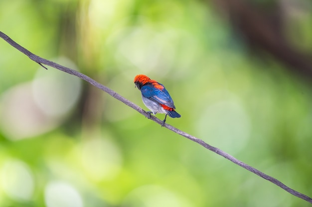 Vogel (Scarlet-backed Flowerpecker) in der wilden Natur