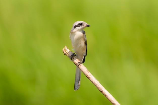 Vogel, Schachtvogel mit Buchtrücken / Lanius vittatus