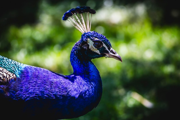 Vogel, schöner Pfau mit bunten Federn