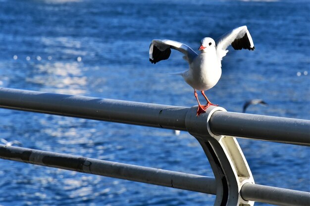 Foto vogel sitzt am meeresufer