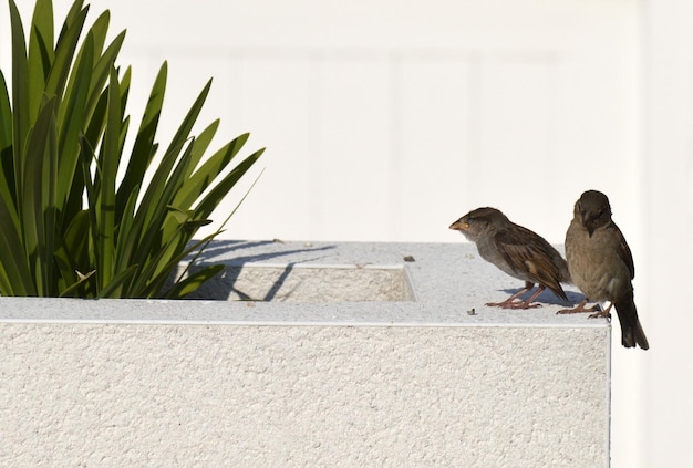 Foto vogel sitzt an der wand