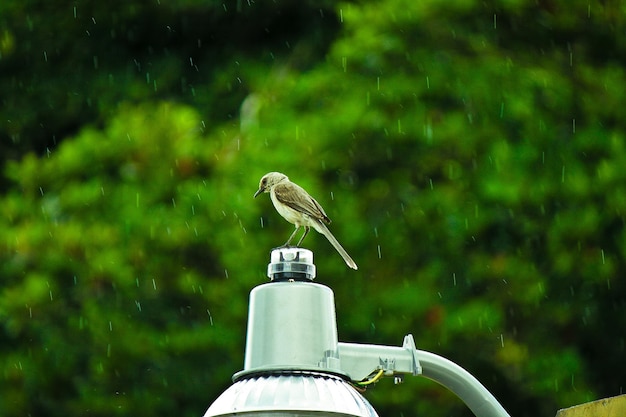 Vogel sitzt an der Wand