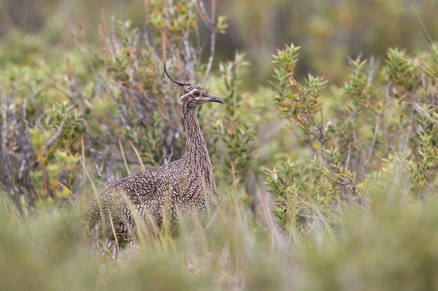 Foto vogel sitzt auf dem feld