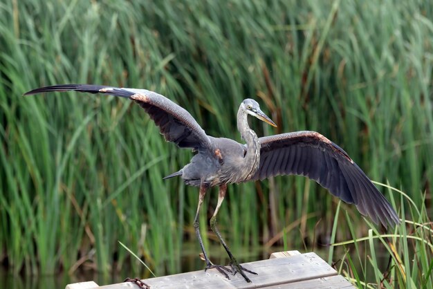 Foto vogel sitzt auf dem geländer