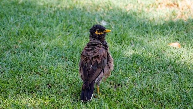 Vogel sitzt auf dem Gras auf dem Feld