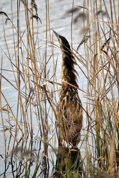 Foto vogel sitzt auf dem gras im see