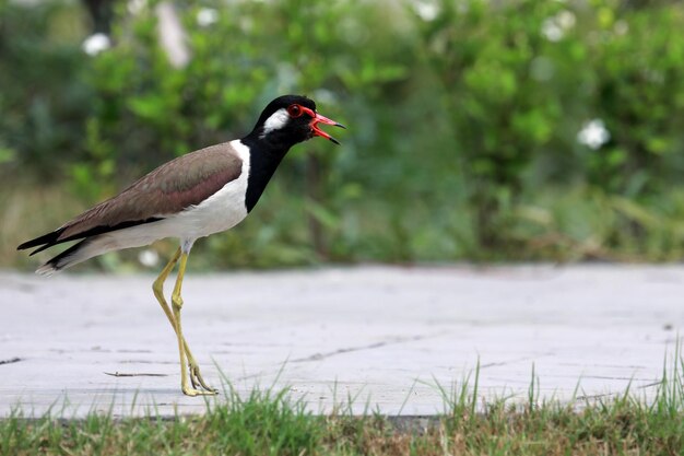 Foto vogel sitzt auf dem gras