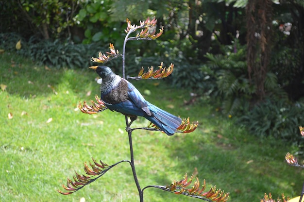 Vogel sitzt auf dem Gras