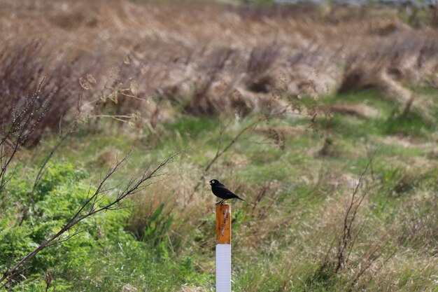 Foto vogel sitzt auf dem gras