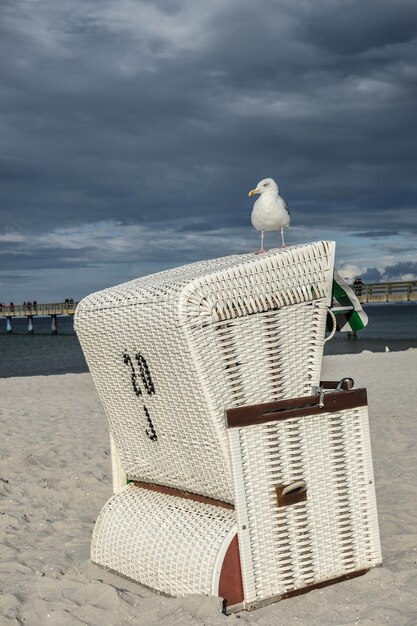 Foto vogel sitzt auf dem sand am strand gegen den himmel