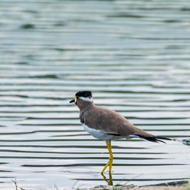 Foto vogel sitzt auf dem see