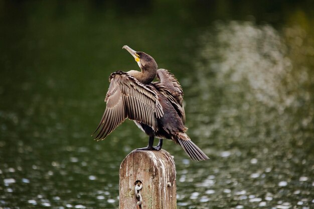 Foto vogel sitzt auf einem baum