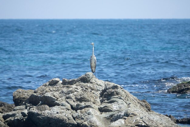 Foto vogel sitzt auf einem felsen am meer vor klarem himmel