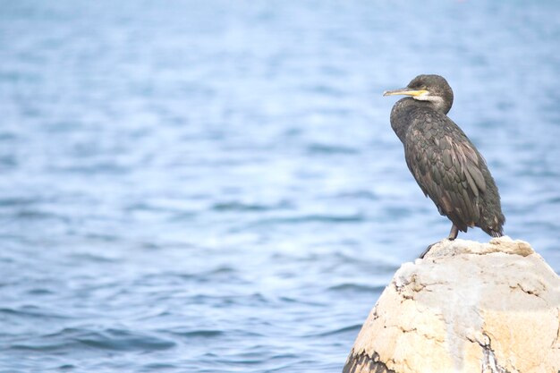 Foto vogel sitzt auf einem felsen