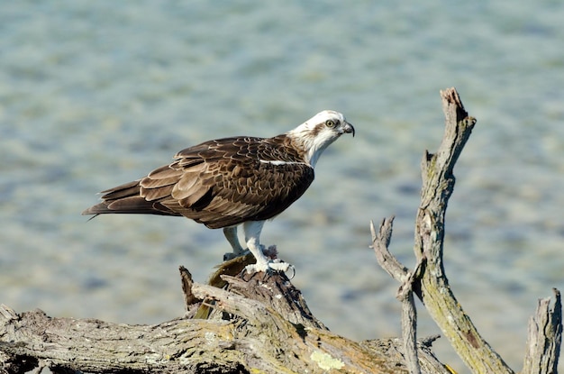 Vogel sitzt auf einem Felsen