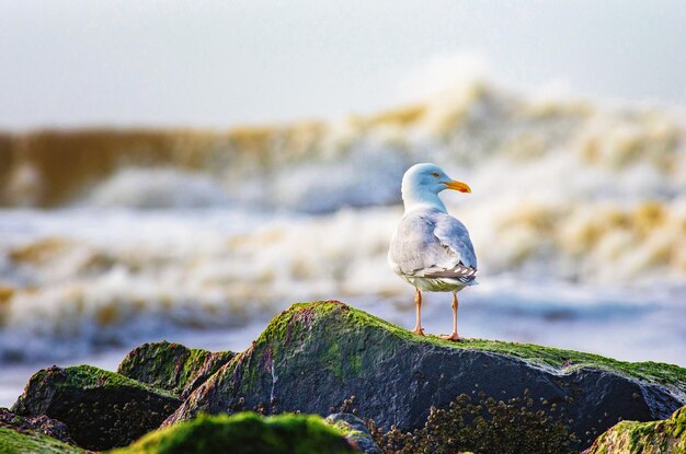 Foto vogel sitzt auf einem felsen