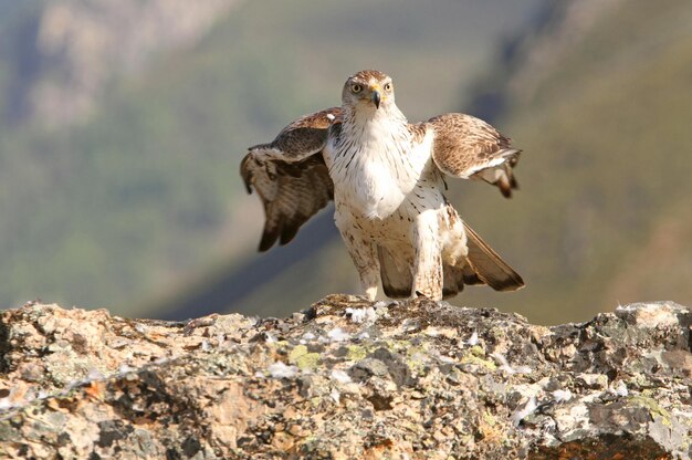 Foto vogel sitzt auf einem felsen