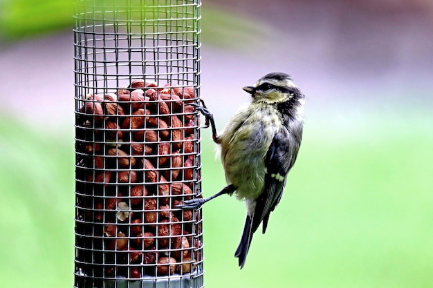 Vogel sitzt auf einem Futterbecken