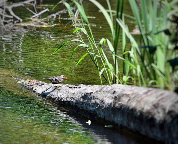 Foto vogel sitzt auf einem gefallenen baum im see