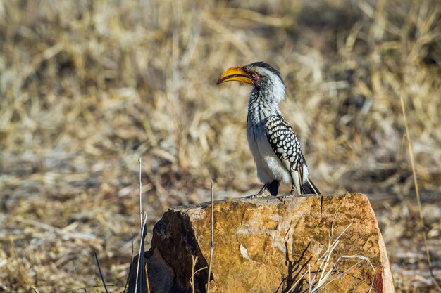 Foto vogel sitzt auf einem holzpfahl