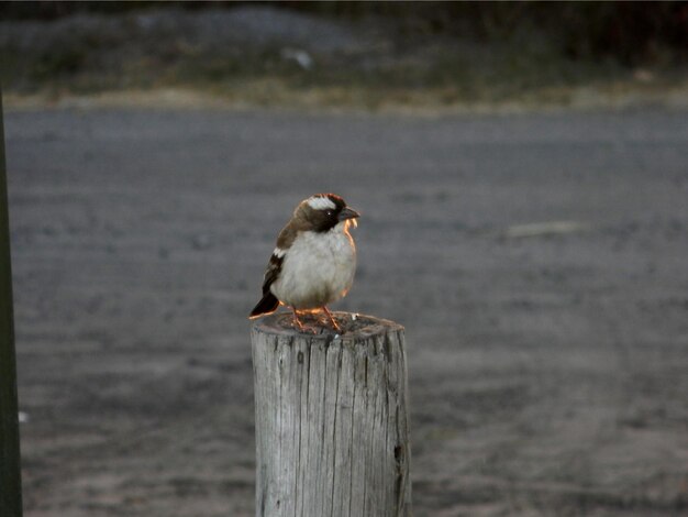 Foto vogel sitzt auf einem holzpfahl