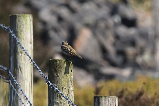 Foto vogel sitzt auf einem holzpfahl