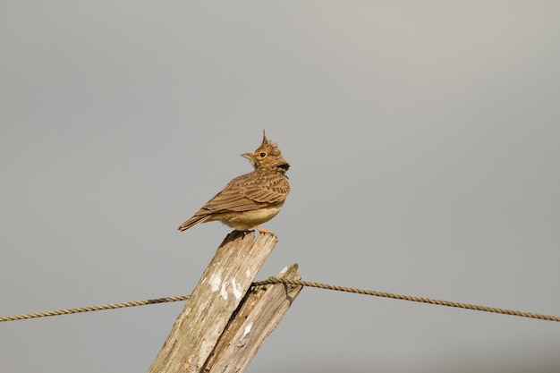 Foto vogel sitzt auf einem pfahl vor klarem himmel