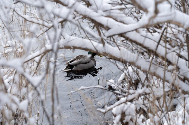 Foto vogel sitzt auf einem zweig