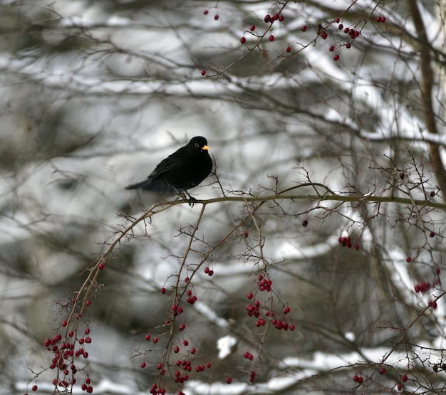 Foto vogel sitzt auf einem zweig