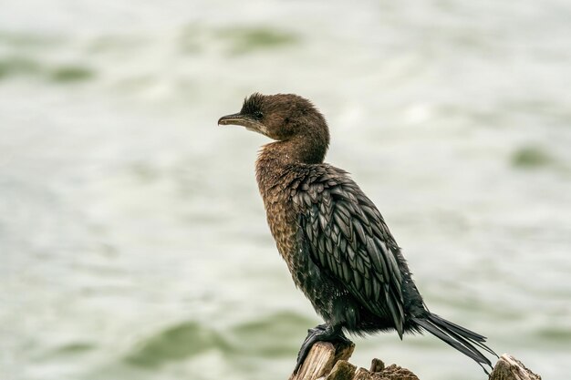 Foto vogel sitzt auf einem zweig