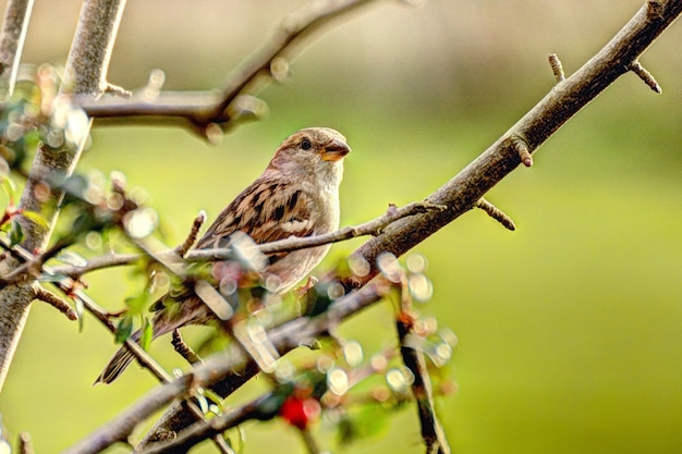 Foto vogel sitzt auf einem zweig