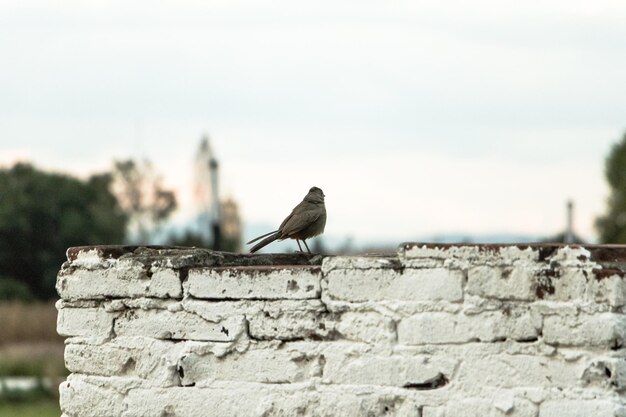 Vogel sitzt auf einer Stützmauer gegen den Himmel