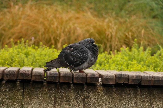 Vogel sitzt auf Holz