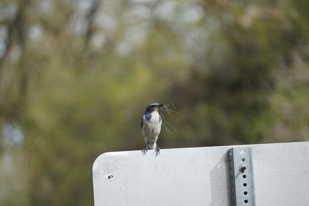 Foto vogel sitzt im freien