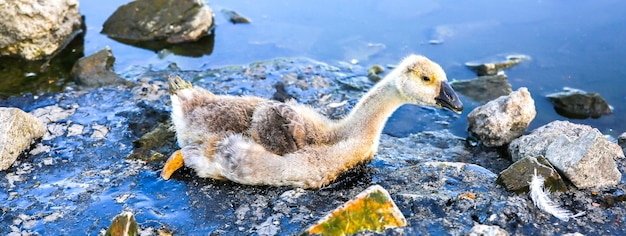 Vogel steckte in verschmutztem Wasser mit Teer fest. Sterbende Tiere in Industrieabfällen. Schmutzige Flüsse und Ozeane mit Öl. Kleine Gans in Gefahr. Umweltproblem. Schädlicher Mensch. Ökologisches Desaster.