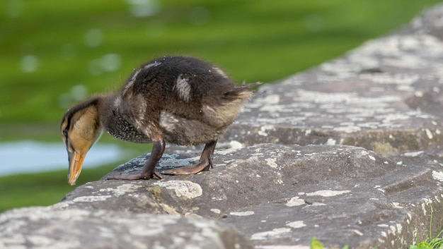 Foto vogel steht auf einem felsen