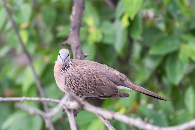 Vogel (Taube, Taube oder Disambiguation) in einer Natur