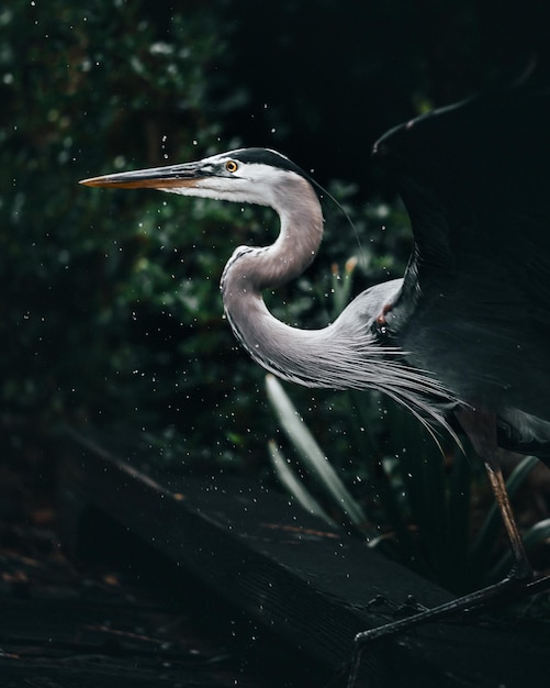 vogel teich schoen dunkel natur natuerlich