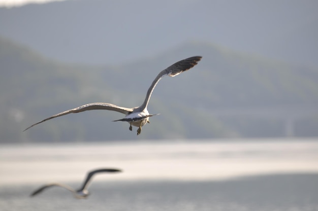 Foto vogel über dem meer fliegt