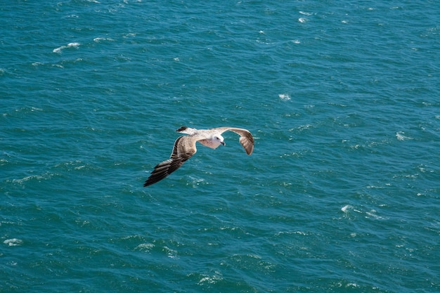 Foto vogel über dem meer fliegt