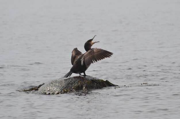 Foto vogel über dem meer fliegt