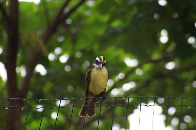 Vogel über Zaun