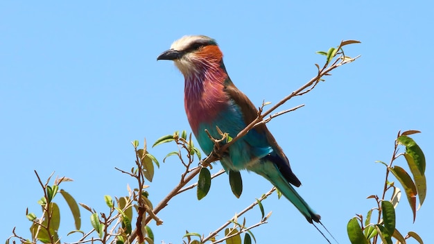 Vogel von Afrika