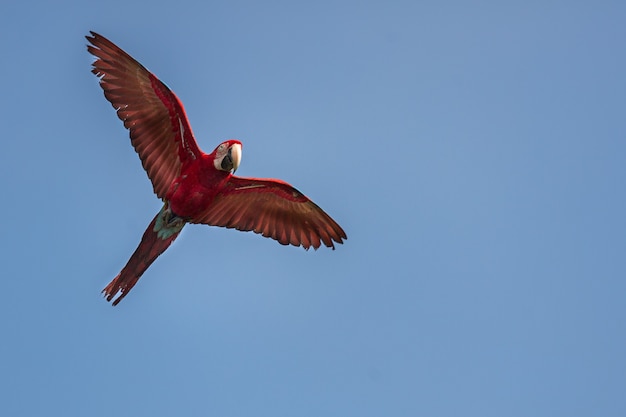 vogel von südamerika im naturlebensraum