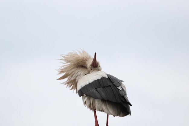 Foto vogel vor klarem himmel